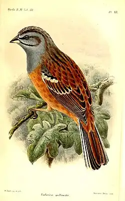 le Bruant de Godlewski, dessin de William Matthew Hart&nbsp;(en)