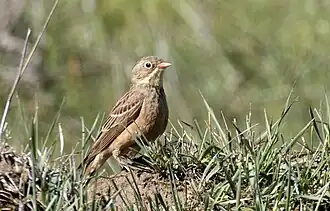 Bruant ortolan.