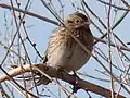 ♀