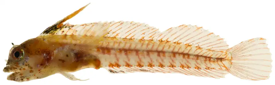 Emblemariopsis cf. signifer