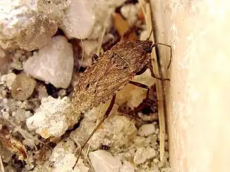 Description de l'image Emblethisverbasci.jpg.