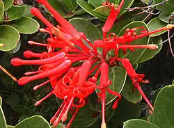 Fleur de Notro (Embothrium coccineum). C'est un arbre assez petit qui atteint de 4 à 15&nbsp;mètres de hauteur. Parfois il atteint 50&nbsp;cm de circonférence.