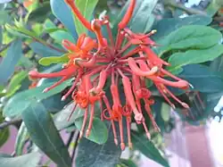 Feur et feuilles de notro (Embothrium coccineum)