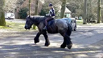 Randonnée de loisir avec un Trait belge, lande de Lunebourg.