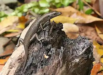 Description de l'image Emoia boettgeri (cropped).jpg.