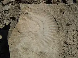 Empreinte d'ammonite