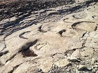 Empreintes fossiles de sauropodes (à Dinoplagne).
