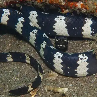 Description de l'image Emydocephalus annulatus.png.