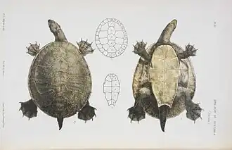 Description de l'image Emydura macquarii by John James Wild.jpg.