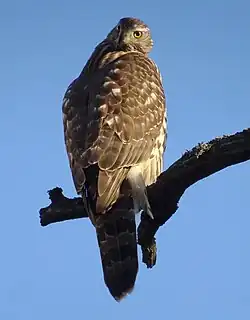 Une buse variable dans le parc.