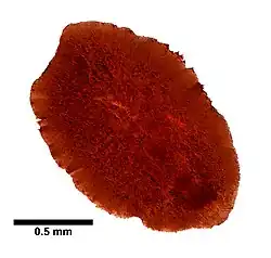 Enantia spinifera, un Enantiidae