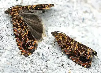 Description de cette image, également commentée ci-après