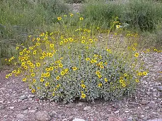 Description de l'image Encelia farinosa 2005-02-20.jpg.