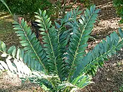 Encephalartos ferox