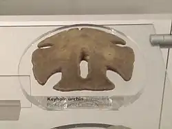 Test naturalisé au Natural History Museum de Londres.