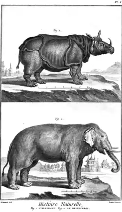 Rhinocéros et éléphant