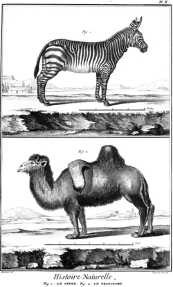 Zèbre, dromadaire