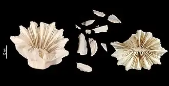 Description de l'image Endopachys bulbosa (MNHN-IK-2009-1731).jpeg.