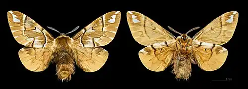 Imago mâle – coll. MHNT