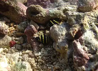 Description de cette image, également commentée ci-après