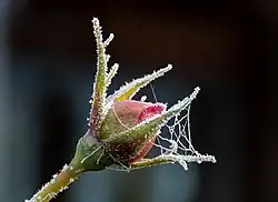 Un bouton de rose 'The Reeve' couvert de givre dans un jardin de Bamberg.