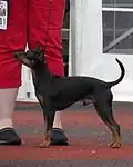 Le terrier d'agrément anglais noir et feu est un chien de petite taille.