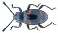 Engonius gratus