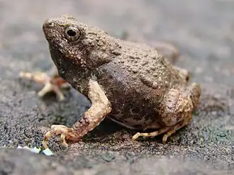 Description de l'image Engystomops pustulosus.jpg.