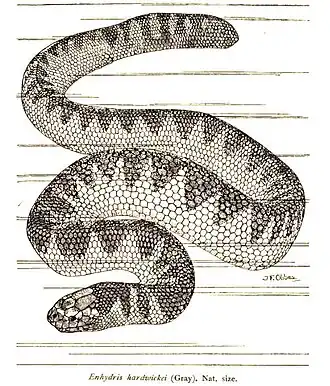 Description de l'image EnhydrisHardwickeiRooij.jpg.