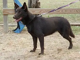 Un australian kelpie  femelle.