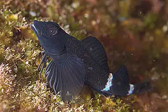 Enneapterygius etheostomus.