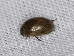 Enochrus melanocephalus - dessus.