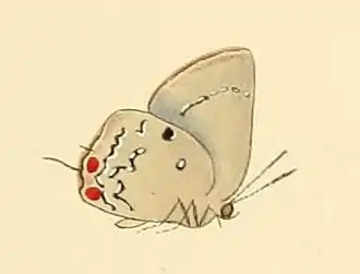 Description de l'image Enos falerina.JPG.