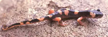 Ensatina eschscholtzii klauberi