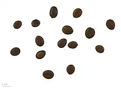 Entada africana au Muséum de Toulouse.