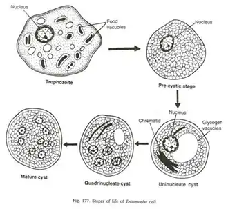 Stades de vie du parasite Entamoeba coli.