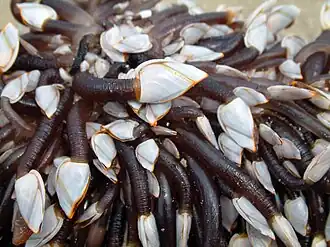 Un anatife, Lepas anatifera (Lepadiformes).