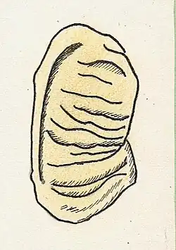 Pâte fraîche en forme d'oreille plissée dite crouis