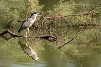 Bihoreau gris dans le Deseha de Abajo, vers le marais de la Rianzuela