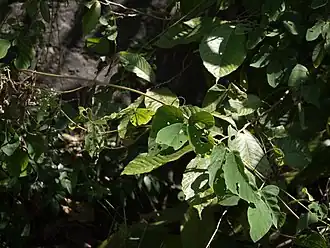 Description de l'image Enugadulagondi_(Telugu-_%E0%B0%8F%E0%B0%A8%E0%B1%81%E0%B0%97%E0%B0%A6%E0%B1%82%E0%B0%B2%E0%B0%97%E0%B1%8A%E0%B0%82%E0%B0%A1%E0%B0%BF)_(8293414347).jpg.