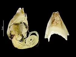 Eochionelasmus ohtai (Chionelasmatidae).