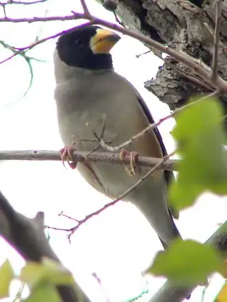 Description de cette image, également commentée ci-après