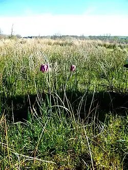 Fritillaire pintade.