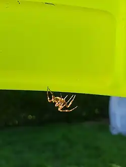 Un mâle (vue de côté).