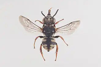 Description de l'image Epeolus alpinus.jpg.