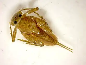 Description de l'image Epeorus sylvicola Lisinska1.jpg.