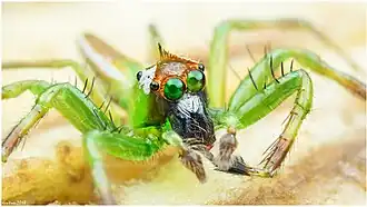 Epeus flavobilineatus ♂