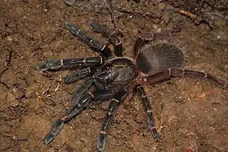 Description de l'image Ephebopus rufescens.1.jpg.