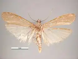 Revers d'un imago mâle.