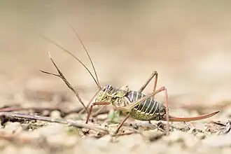 Éphippigère des vignes femelle.